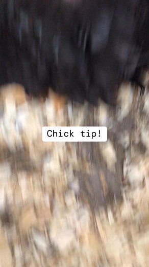 Wait for your hens to go broody and than just put chicks under them instead of setting up a brooder. | Tiny House Homestead