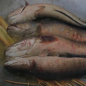 17K views · 77 reactions | Woman find fish for dog | CookPro | Facebook