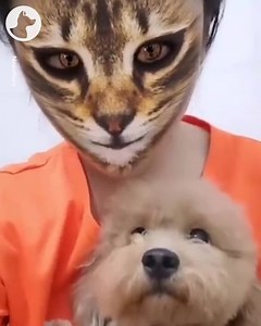 60K views · 2.4K reactions | Dogs do not know what to make of this cat filter!  | Go Fetch | Facebook