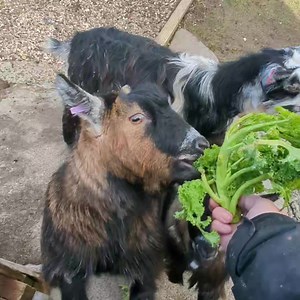 2.1K views · 119 reactions | How quickly can you eat kale? | Beech Tree Inn | Facebook