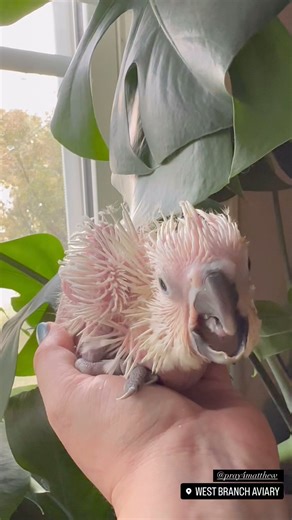 2.1K views · 44 reactions | Handfed Umbrella Cockatoo baby available | West Branch Aviary | Facebook