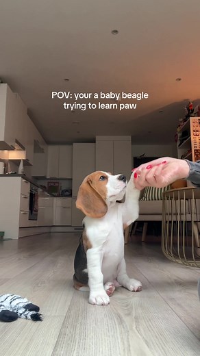 Baby Beagle Learns to Paw: Otto's Adorable Attempt