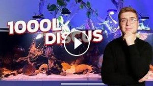 15 DISCUS SAUVAGES POUR UN AQUARIUM DE RÊVE (1000 litres)