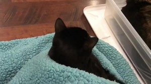 Goodnight kitties - Love, The Kitten Room | The Kitten Room