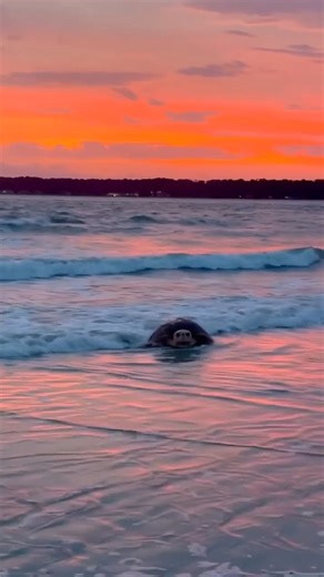 POV: You visit Hilton Head Island during sea turtle season. ✨ 🎥 IG: lowcountrytide | Visit Hilton Head