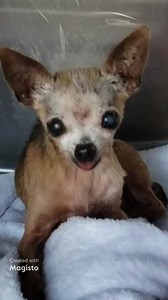 Happy update, Betsy has been rescued 7/21/23😊 Itty bitty Betsy was found walking down a sidewalk, all alone. She is on stray owner hold until 7/23/23. So lovable. What isn't small is her huge mammary mass 😭 Already listed HIGH RISK! Will need rescue when retention is met. A1826970 Betsy Comments: Status: MEDICAL Intake Type: STRAY OWN Kennel: 200 Sex: Spayed Female Age: 12Y Weight: 3.20 Lbs Breed: Chihuahua Sh Color: Tan Intake Date: 07/16/2023 Review Date: 07/23/2023 RT Data Review: 07-17-202