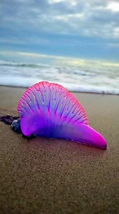 10K views · 92 reactions | Hot pink Portuguese Manowar in Cape Canaveral today. So beautiful. I've never seen one so vibrant. #spacecoast #capecanaveral #manowar | Mindy Tucker | Facebook