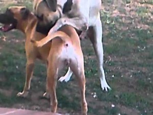 c4sa kennel ( BULLMASTIFF MATING )