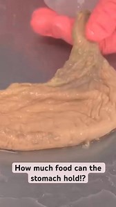 How Much Food Can the Stomach Hold! #body #healthy #doctor #reels #life #shorts #fit #fitness | Human Anatomy