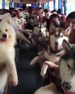 68K views · 411 reactions | My kind of bus  | Wholesome Memes | Facebook