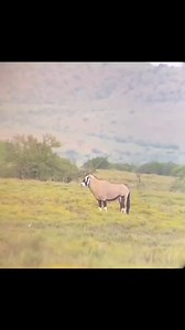 Beautiful shot on this Gemsbuck bull !!💥🎯 @africa.hunting . . . Follow @killshot.hunting | KillShot Hunting