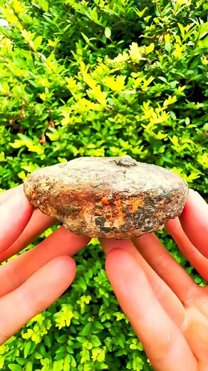 Rare Ammonite Fossil Find! #fossilshopper #fossilcollector #fossilpreloved #fossilori #fossilmurah #dinosaur #paleontology #fossilgaban #fossilsecond #fossil #fossilindonesia #fossilrare #fossillovers #fossilseken #fossilbag #fossilwallet #fossilslingbag #fossils #fossilhunting #fossiladdict #prelovedbranded #fossilexplorer #paleontologist #fossiloriginal | Kenneth Kevin