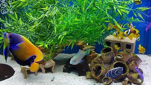 Absolutely fabulous Adult Majestic Angelfish 🥰🥰 👉https://www.abyssaquatics.co.uk/product/majestic-angelfish-adult/ | Abyss Aquatic Warehouse