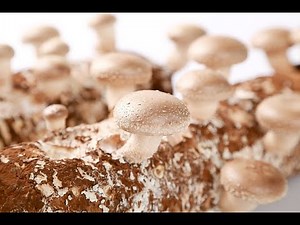 Shiitake mushroom sawdust spawn substrate made by Qihe China