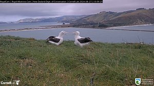 A neighborly dispute! Watch the Northern Royal Albatross chicks from the Top Flat and Top Flat Track nest clap their bills in each other's direction. Things settle down after a short spat, and the Top Flat chick retreats back to a comfortable distance. Quarrels between chicks become more common as they gain mobility and explore new territories. Watch LIVE at AllAboutBirds.org/Albatross | Bird Cams