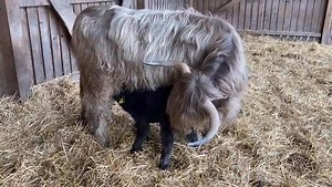 Das große Wunder ist: Sie kommen leise und ohne Hilfe auf die Welt. Sie stehen innerhalb weniger Minuten und finden die Euter, welche schon mit Milch gefüllt sind. Immer wieder lässt es mich staunen wie großartig unsere Schöpfung ist. Gepostet von Claudia Schachner | Helmut Schachner