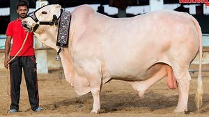 1.3K views · 68 reactions | Surmawala Cattle Farm Ke Beautiful Bull <3 BADMAASH <3 Ki Qurbani Video #2k18 Masha'ALLAH <3 ALLAH Pak Qurbani Qabool Farmaye, Ameen <3 | Bakra Eid Karachi | Facebook