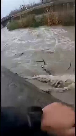 在生命快要结束的抉择下这位伟大的母亲信任了人类而这份信任挽救了这对母子的命！