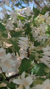 Our Beauty Bush is teeming with pollinators! | USU Botanical Center