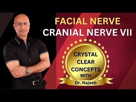 Facial Nerve | Cranial Nerve VII | Neurology | Neuroanatomy🩺