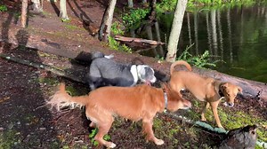 29 reactions | Sunrise Sunday splashing with Remy, Murray, Tucker, Fleur, and Bowie!! ☀️❤️ | Active Dog LLC | Facebook