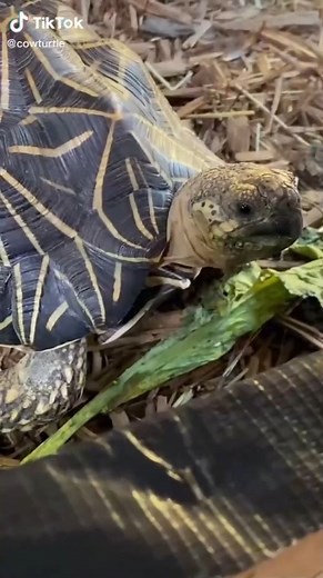 29K views · 140 reactions | Indian star tortoise laying eggs. I’ve raised her from two weeks old. #tortoise #reptiles #turtles #monsterfishkeepers #aquarium #fish #fishtank #ocean #nature #reeftank #coral #cichlids #freshwater #reef #beautiful #aquariums #saltwateraquarium #jellyfish #sea #saltwater #coralreef #lakemalawi #aquascape | Jerry Goff | Facebook