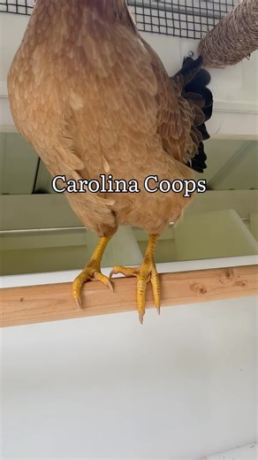 Perch bars are a great roosting spot for chickens. We value the experience chickens have in their henhouse, whether on a farm, on a homestead, or in a backyard. Our perch bars represent the craftsmanship placed behind our woodworking process here at Carolina Coop. . Tap View Product and/or Shop to learn more about our perch bars and how they may help your chicken coop experience. . As always, always feel free to reach out to us about anything via phone, email, or social media. . . . . #chickens 