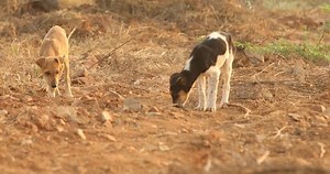 Bébé Chien jouant en zone rurale : vidéo de stock (100 % libre de droit) 1015158385 | Shutterstock