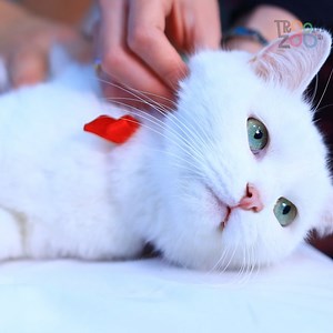 Vampire Hospital! | Troom Troom