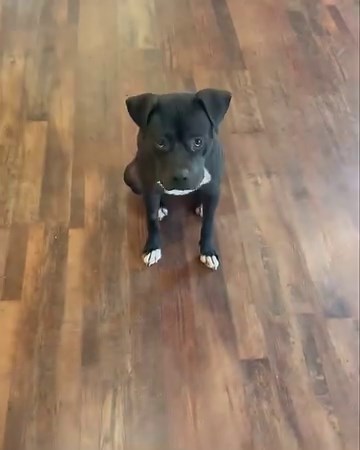 ADOPTION CELINA TX Winnie has a lot of self control. Winnie hasn’t even pissed in the house once. Winnie is going to be a certified best Christmas 🎄 in July for someone. She’s crate trained, loves kids at Lowe’s, is great with dogs of all sizes, and has put getting dumped on the side of the road in her past. | Wagg The Dog Trainer