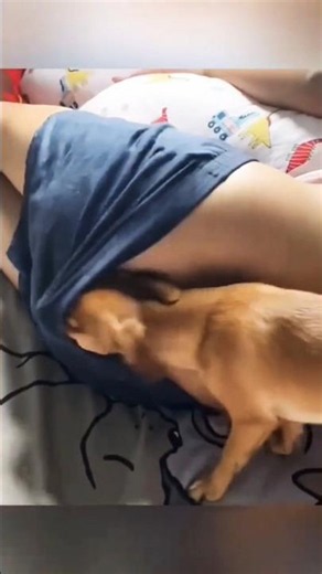 😱🐕What The Hell That Dog Is He Looking For😂🤣#funny#dog#pets#comedy#funnyshorts#funnydogs