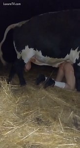 Man fucked by bull