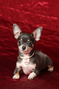 Chihuahua (state) - Alchetron, The Free Social Encyclopedia