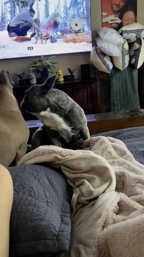 Well, I try to have poo and pee in the house. Talk where the Hamilton after dinner everybody is going to their little hole me in a bed and him will not. I mean he moved away from my chest when I start talking about it and he goes to his dad I post another petrol where he at. | French Bulldog & Rescue Doxy say ALOHA