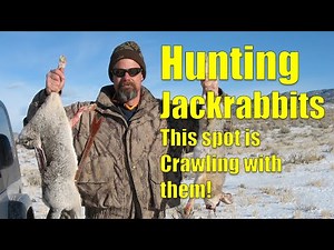 Jackrabbit Hunting - Rabbits Everywhere!