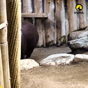 Pygmy Hippopotamus - পিগমি জলহস্তীঃ বনের গভীরে এক ক্ষুদ্রাকৃতির জলদানব পশ্চিম আফ্রিকার গহীন অরণ্যের স্যাঁতসেঁতে মাটিতে, যেখানে সূর্যের আলো পৌঁছায় না, সেখানে নিঃশব্দে হেঁটে বেড়ায় এক জলদানবের ক্ষুদ্র সংস্করণ। যে তার বিখ্যাত জ্ঞাতিভাইদের মতো নদীতে দল বেঁধে থাকে না, বরং একাকী জীবন কাটায় বনের গভীরে। এটি পিগমি জলহস্তী—এক লাজুক, নিশাচর প্রাণী এবং বিবর্তনের এক জীবন্ত জীবাশ্ম, যার অস্তিত্ব আজ মারাত্মক সংকটে। #পিগমি_জলহস্তী #জলহস্তী #বিপন্ন_প্রজাতি | Ghorial Bangla