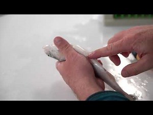 Fish Tagging: Pelvic Girdle Method