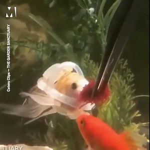 A goldfish with a lifejacket? 🤔 | Metro