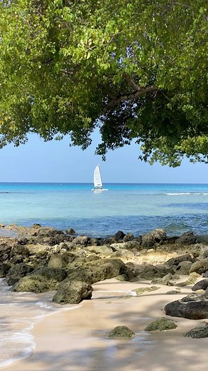 Barbados adventures ✨🇧🇧 #sandylanebarbados #michaels50th🥂🍾 #surfingwithseaturtles🐢 #snorkelshipwrecks #tubing #chukkazipline #Chukkaropes #harrisoncavesbarbados #travel🫶🏻 | Nicole Press LoPiccolo