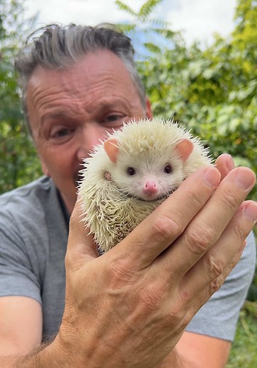Understanding Hedgehogs: Quills, Albinism, and Behavior