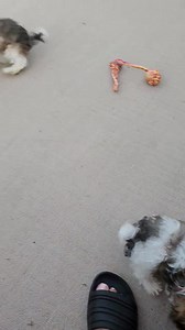 Cavachon Toy Females ready for smooches! 💋 | Smooch My Pups