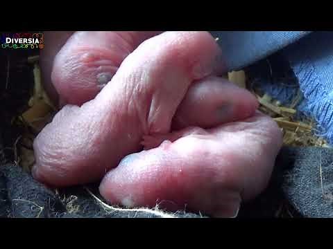 NEW-BORN BABY RATS