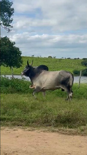 A BELEZA DO GUZERÁ 😍 #shorts