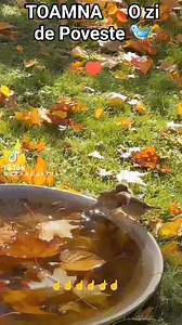 #Toamna #poveste 🍂 | Pasa Maial