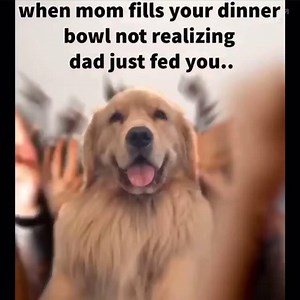 🥰 | My phone is full of memes