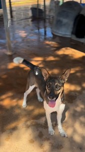 1.2K views · 362 reactions |  Avvisate Babbo Natale: LUCY ha...