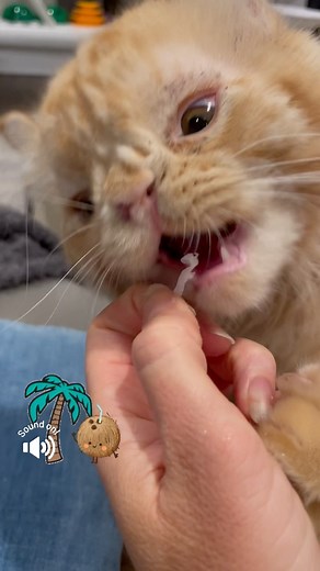 Since you all requested the Arthur eating spaghetti video, I thought you might also enjoy “Arthur eating shredded coconut.” Which he’s very passionate about, and, as you can see, surprisingly adept at. 🤷🏼‍♀️ #catsofinstagram #fostercats #fluffycat #floofycat #floofycatsofinstagram #kittensofinstagram #kittenlove #orangetabby #cuteanimals #animalrescuer #kittenlovers #meow #meowdel #kittens_today #dailycute #dailycutepets #petphotography #dailyanimal #cuteanimals #cutecat | Mel Lamprey