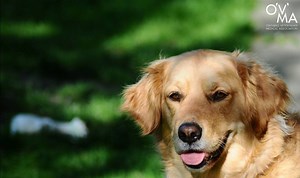Five signs your pet may be experiencing heat stroke. | Ontario Veterinary Medical Association (OVMA)