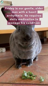 Meet Friday, our gentle senior bunny with a heart condition, bonded to the beautiful Frida, our resilient tripod Californian girl. 💕 Thanks to your support, Friday receives daily meds, regular EKGs, and all the care he needs to thrive. 🐰 Medical-needs rabbits like Friday depend on foster homes and donations to ensure they get the love and attention they deserve. 🏡✨ Although we reached our Matching Campaign goal, their care is ongoing, and your support is priceless. Help us continue providing 