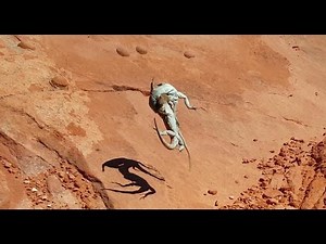 4K CC. Common Side Blotched Lizard Fight, Catching Pet Reptiles & Amphibians NV AZ CA UT USA Herping